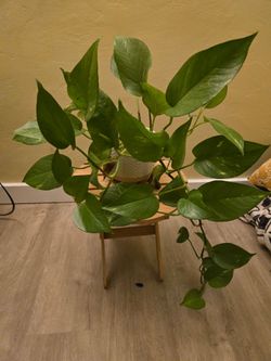Large Pothos Houseplant in Pot