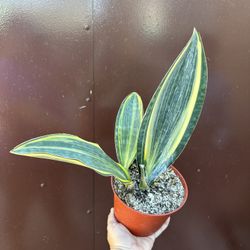6” Variegated Sansiveria Whale Fin 