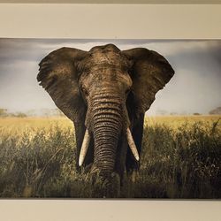 Elephant Photography 