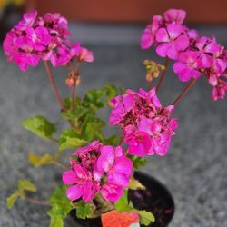 Geranium Flower Plant Live