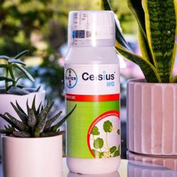 Celcius For St. Augustin Grass 