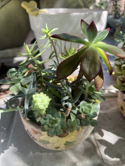 Live Succulents in Ceramic Planter - $15 Firm