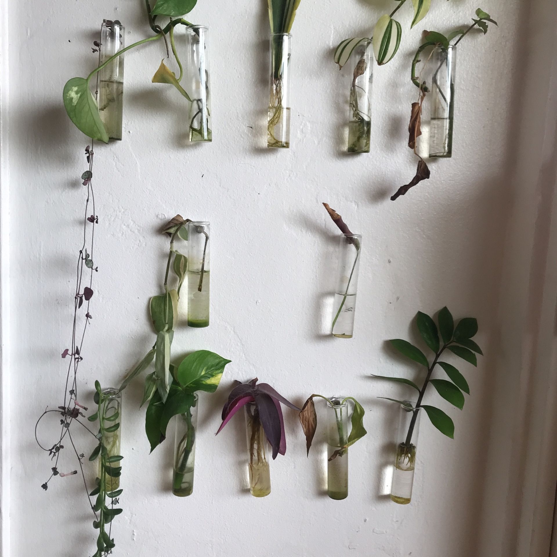 Propagated cuttings-I will put them in soil for you!