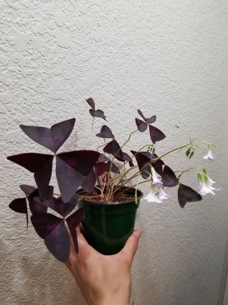 Purple shamrock (Oxalis regnellii)