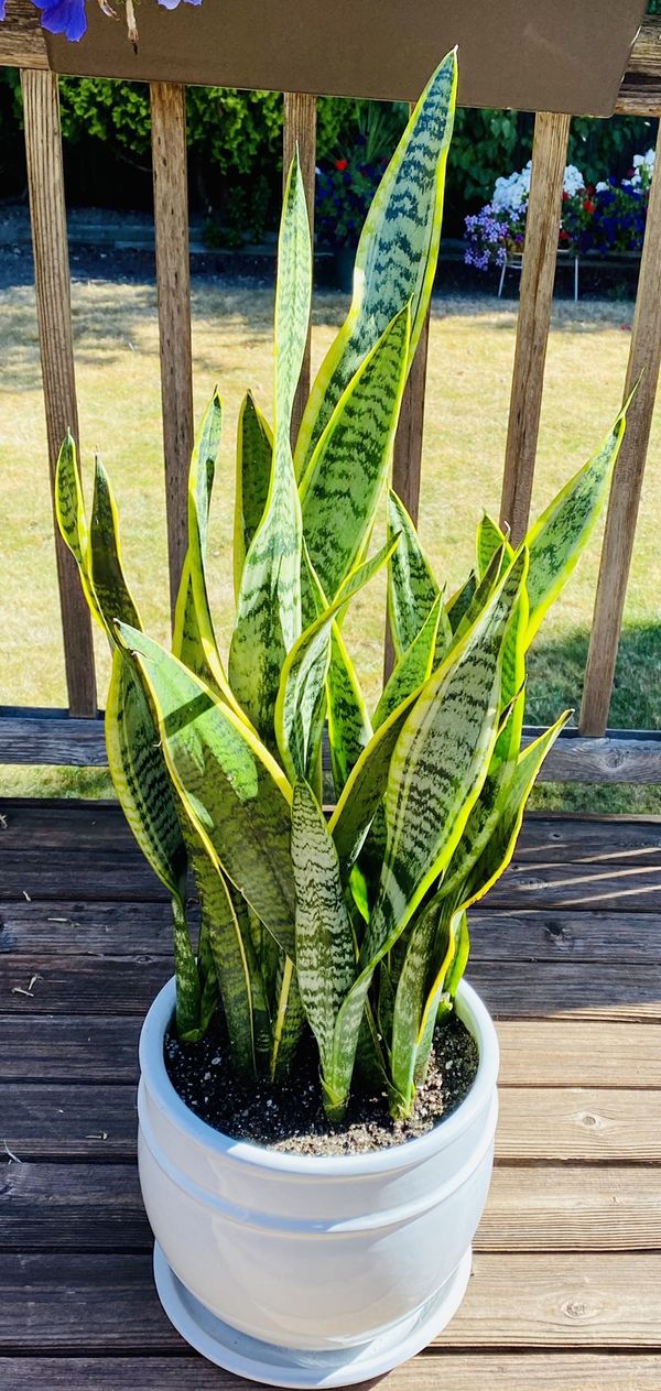 Snake plant for Sale in Renton, WA OfferUp