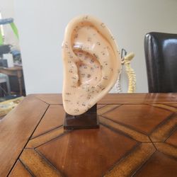 Acupuncture Model: Ear