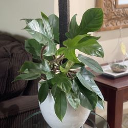 Philodendron squamiferum Potted In 9 inch white ceramic pot