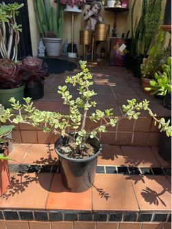 Variegated Elephant Bush Succulents Plant