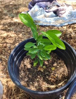 citrus trees