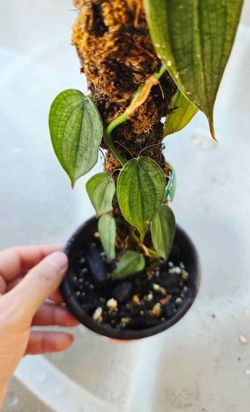 Burle marx fantasy plant