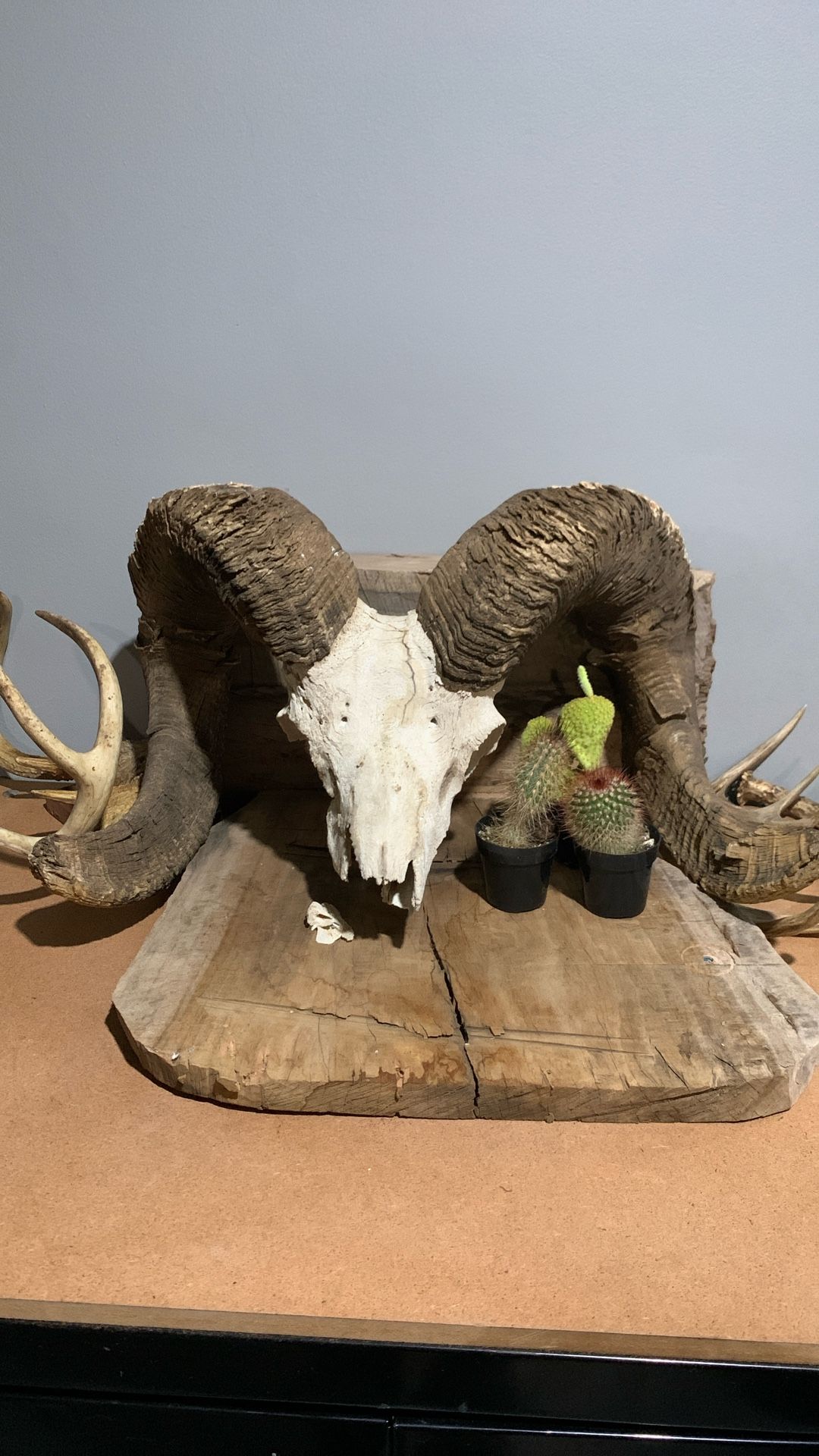 Big Horn Sheep Art/ Taxidermy
