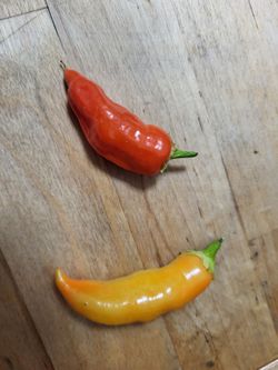 Rare Organic Aji Crystal Pepper Plants! 2026 SEASON EARLY RELEASE! Available Now! One Left! Rare Organic Thai Dragon Pepper Plants And Seeds! 2026 SEA
