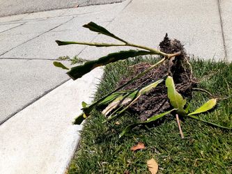 Free Cactus 