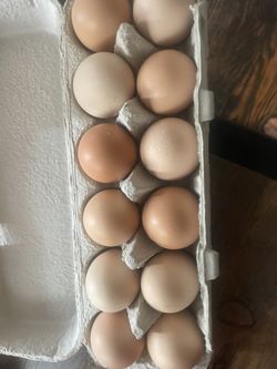 Fresh Eggs