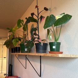 Monstera Albo, Monstera Thai, Florida Goat, Pink Princess, Phil. Ghloriosum