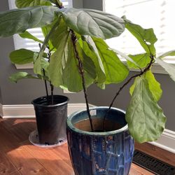 Fiddle Leaf Fig Tree Plants 