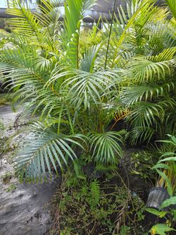 arecas and podocarpus About 5  feet tall over the pot Instant privacy Hedge for fence green full