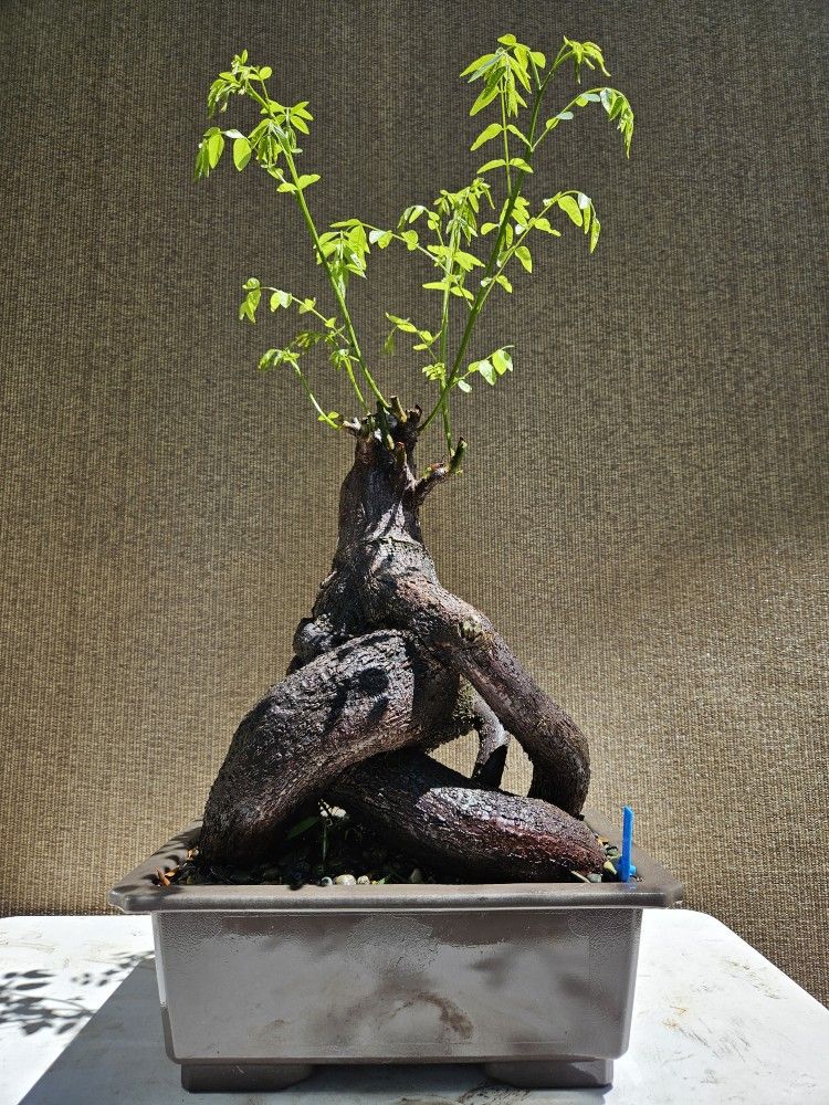 Old Gleditsia Triacanthos Bonsai Tree ( Honey Locust )
