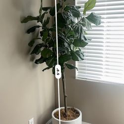 6Ft Faux Plant With Vase