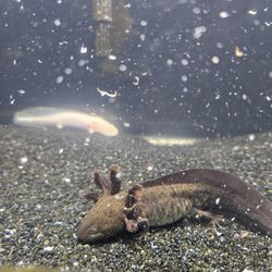 Fish Tank Aquarium 