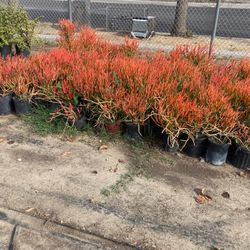 Plants
