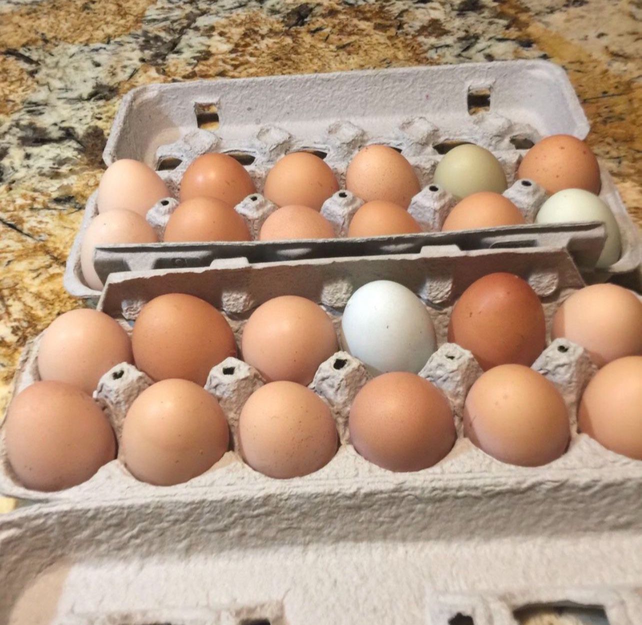 Cage Free Organic Chicken Eggs