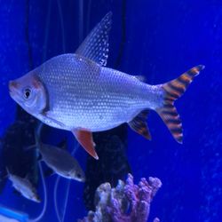 Beautiful Fish Tank (10”-11”)