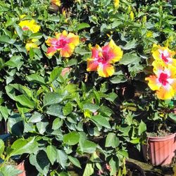 Fiesta Hibiscus 🌺 