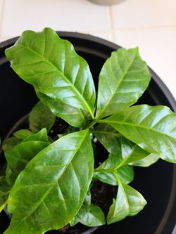 Arabica House Coffea Plant.