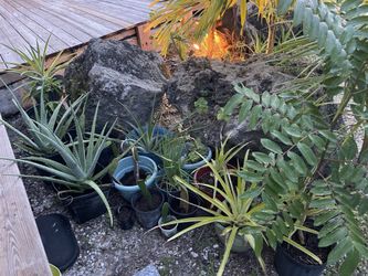 Various Tropical Plants
