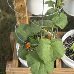 🌱 Healthy Homegrown Cucumbers – Ready for Your Garden! 🌱