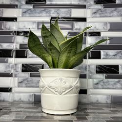 Beautiful Snake Plant in Ceramic Pot Sansevieria