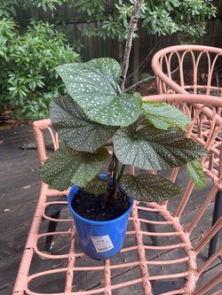 Angel Wing Begonia Lucerna Plant
