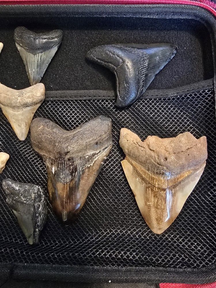 Meg Teeth Collection