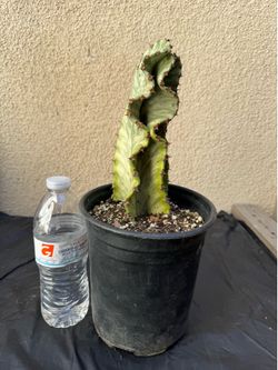 African Variegated Candelabra cactus plant