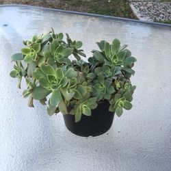 Fresh Green Succelent