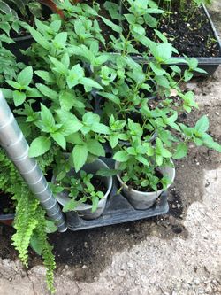 4 in pot Peppermint plAnt 2 per order