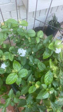 Large jasmine