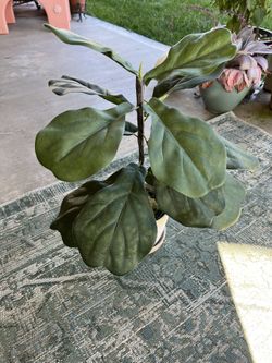 Faux Fiddle Leaf