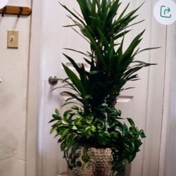 Beautiful Triple Yucca 