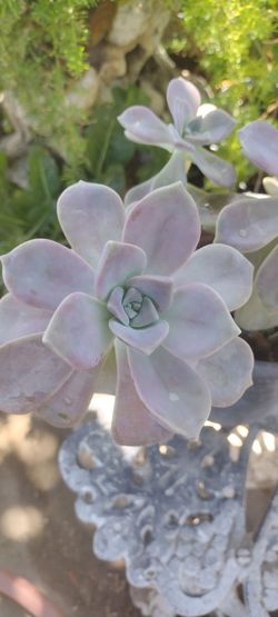 Planta Natural