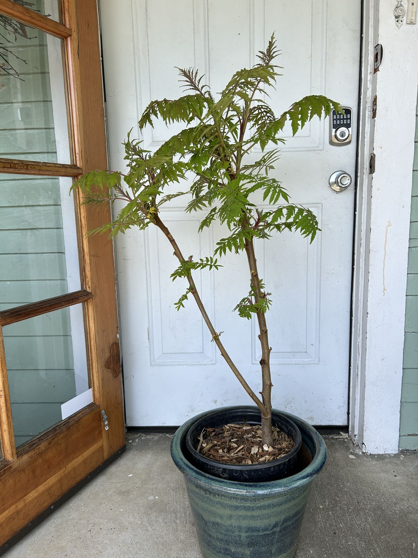 Beautiful Tiger Eye Sumac