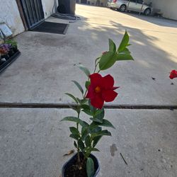 Small dipladenia plants