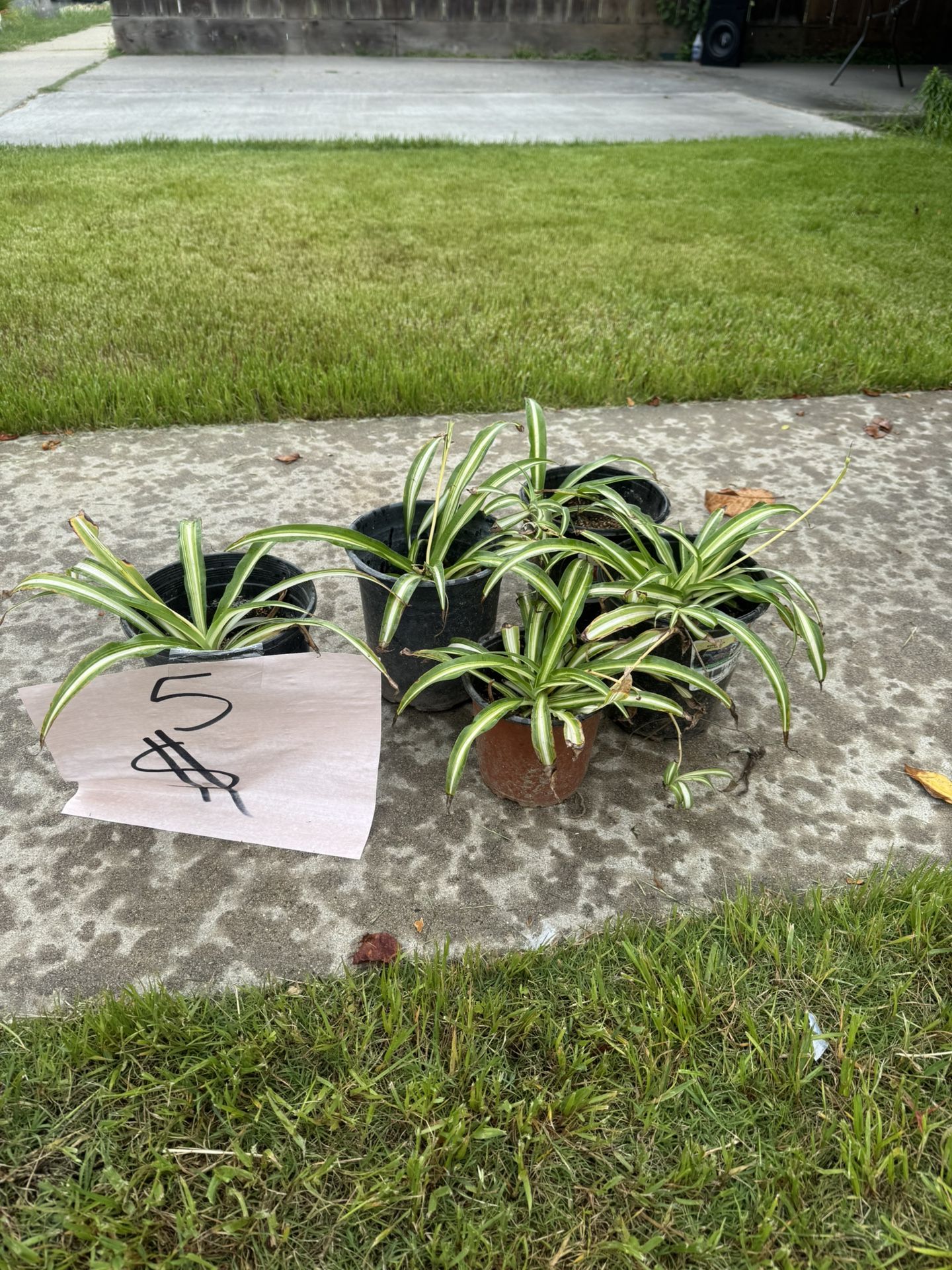 Spider Plant