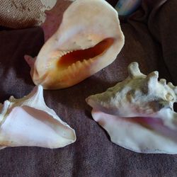 Large Sea Shells