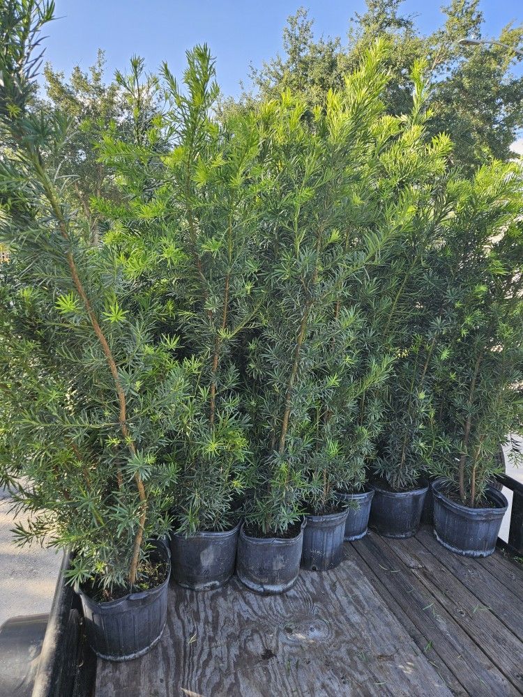 podocarpus 6 feet Tall Full Green Fertilized Ready For Planting Instant Privacy Hedge Same Day Transportation