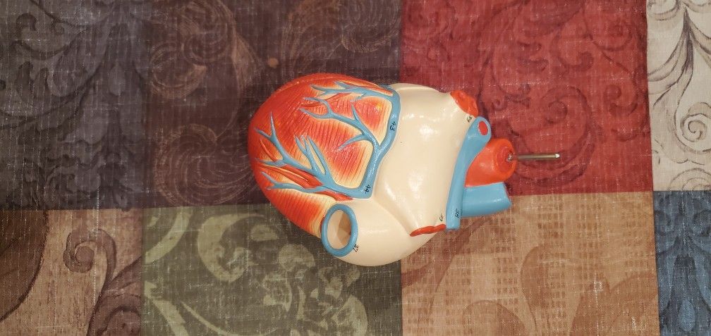 Denoyer Geppert Anatomical ModelCardiopulmonary Model