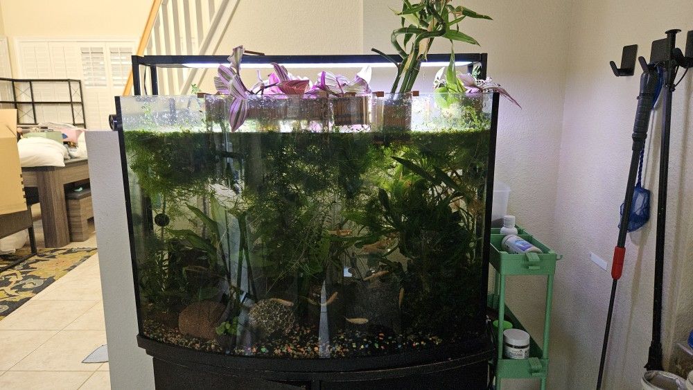 35 gal tank set up with stand and aquatic plants