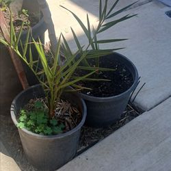Medjool date plant/tree