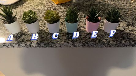 Decorative Plants